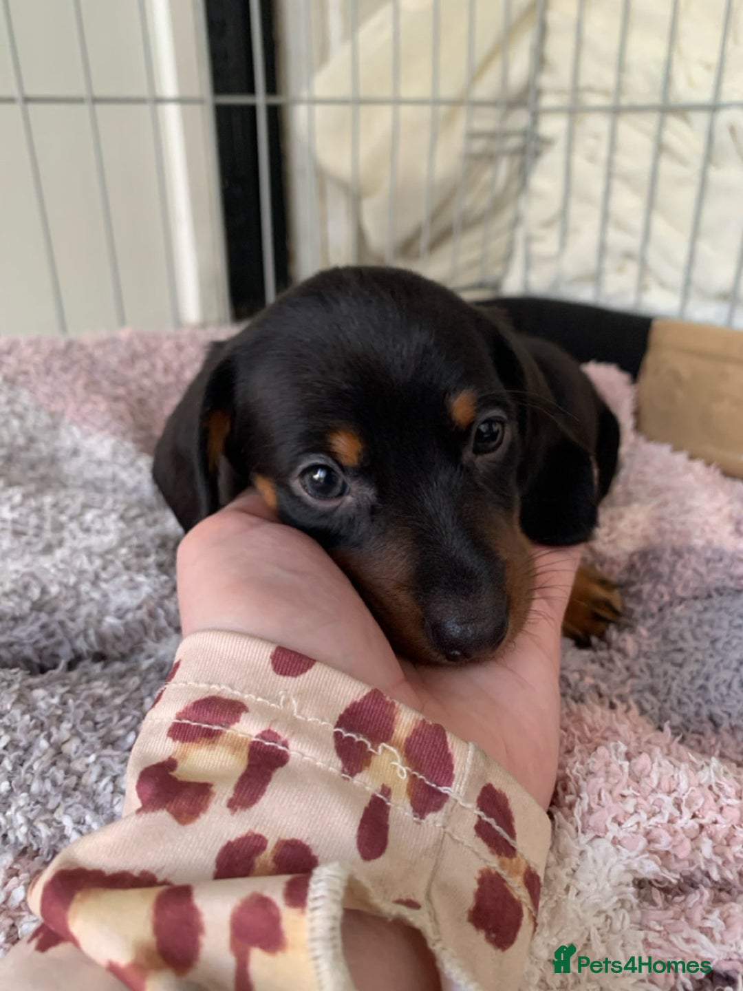 Miniature Dachshund dogs for sale: KC Long haired miniature dachshund puppies - Image 6