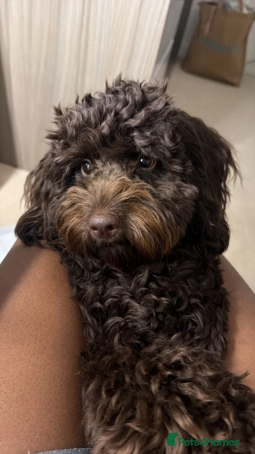 Cockapoo dogs for sale: Avaia the Cockapoo - Advert 4