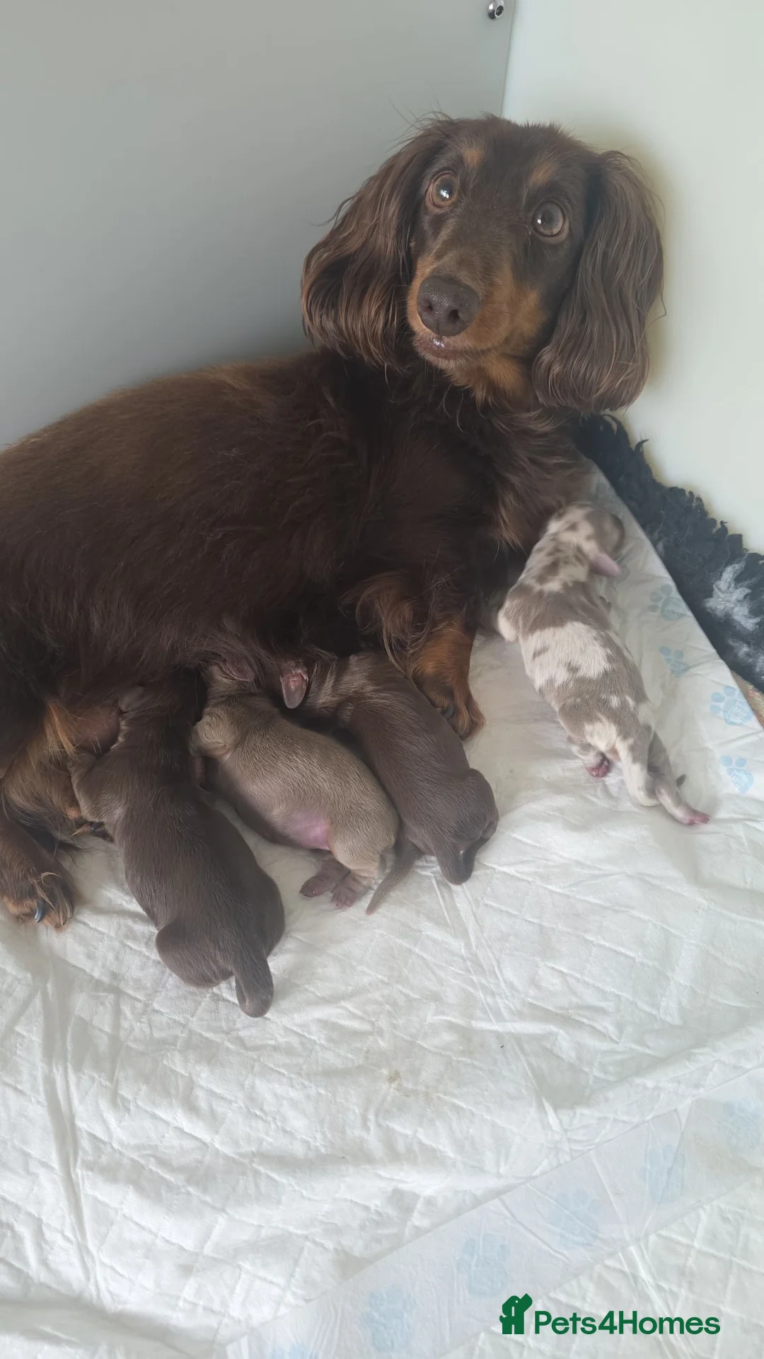 Miniature Dachshund dogs for sale: Beautiful KC long haired miniature dachshunds in Grays - Advert 2