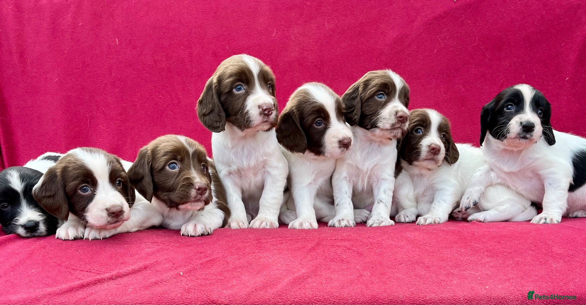 English Springer Spaniel dogs With an OFF SWITCH springers - Advert 1
