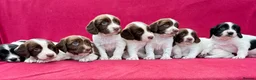 English Springer Spaniel dogs for sale: With an OFF SWITCH springers - Advert 1