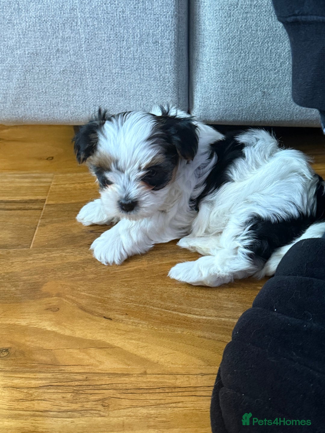 Biewer Terrier dogs for sale: 1 Beautiful Boy Available!!! - Advert 16