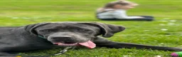 Cane Corso dogs for sale: REHOME cane corso - Advert 1