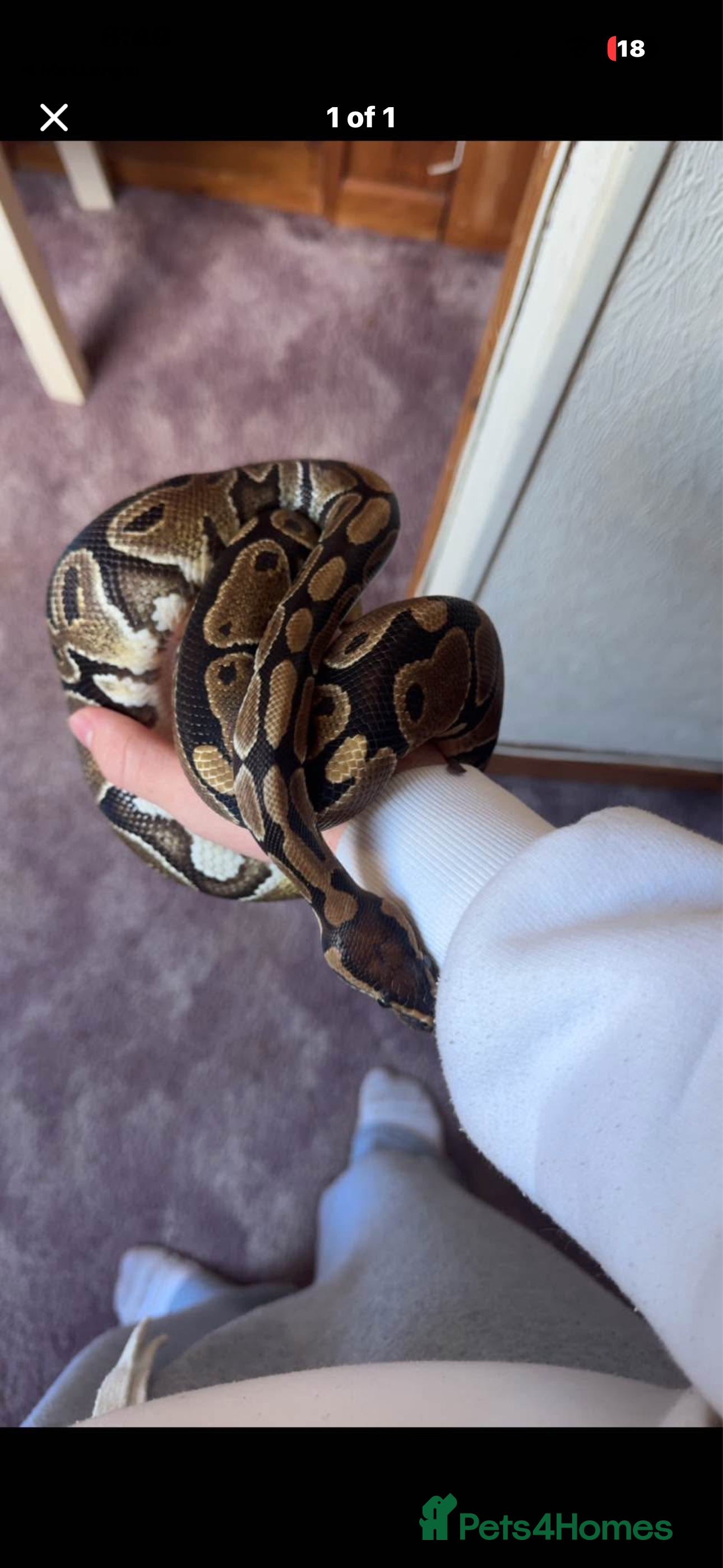 Python Snake reptiles Male ball python  - Advert 11