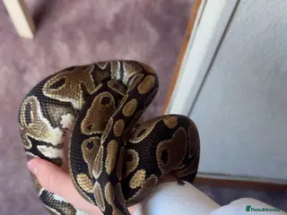 Python Snake reptiles Male ball python - Advert 11