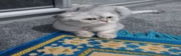 Scottish Fold cats for sale: Pure bred Scottish fold - Advert 4