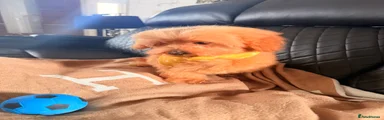 Maltipoo 4