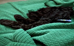Mixed Breed dogs for sale: Beautiful little girl for sale  - Image 2