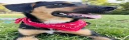 Mixed Breed dogs for adoption: ❤️🐶 PENNY – A HEART FULL OF LOVE & JOY ❤️🐶 - Advert 6