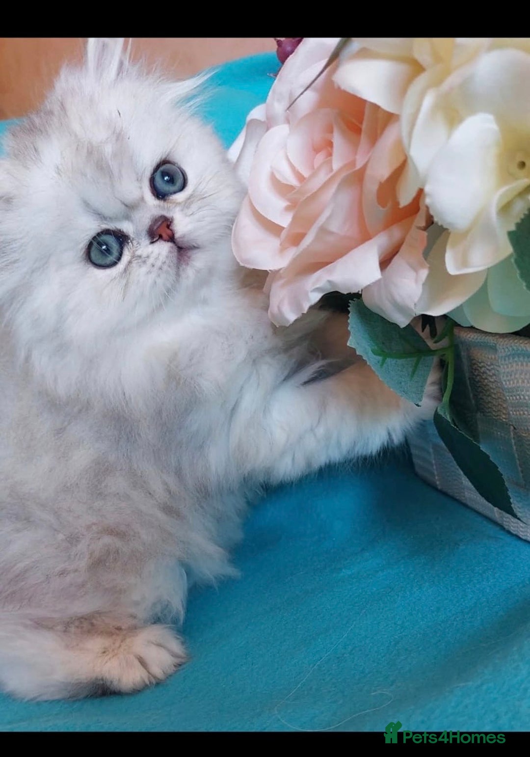 Persian cats for sale: Italian Persian chinchilla kittens♥️🐾 - Image 25