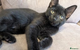 Mixed Breed cats for sale: Adorable Kittens Looking for Loving Homes! - Image 2