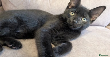 Mixed Breed cats - Advert 6