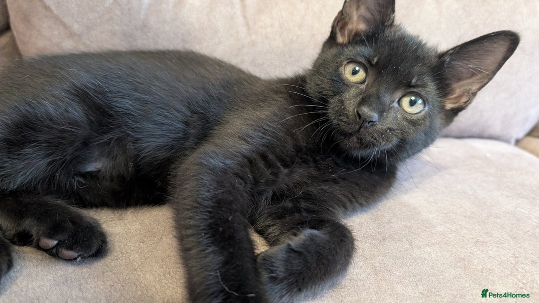 Mixed Breed cats for sale: Adorable Kittens Looking for Loving Homes! - Image 2