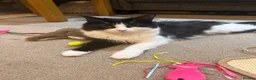 Maine Coon cats for sale: Stunning Maine Coon Cross Kittens – Ready Soon 🐾  - Advert 18