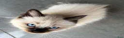 Ragdoll cats for sale: Pure breed ragdoll kittens READY NOW  - Advert 12