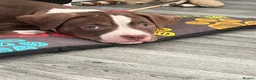 Mixed Breed dogs for sale: Chocolate lexi - Advert 6