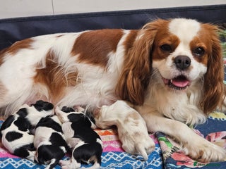 Cavalier King Charles Spaniel dogs - Advert 17