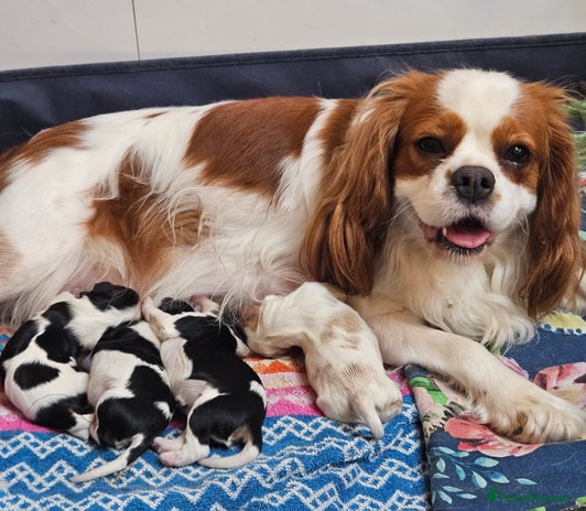 Cavalier King Charles Spaniel dogs - Advert 1
