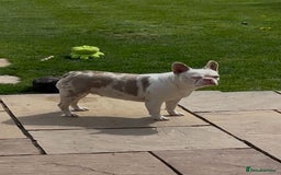 French Bulldog dogs for sale: Blue and tan female French bulldog  - Image 4