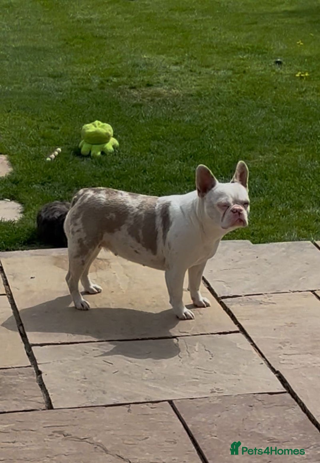 French Bulldog dogs for sale: Blue and tan female French bulldog  - Image 4