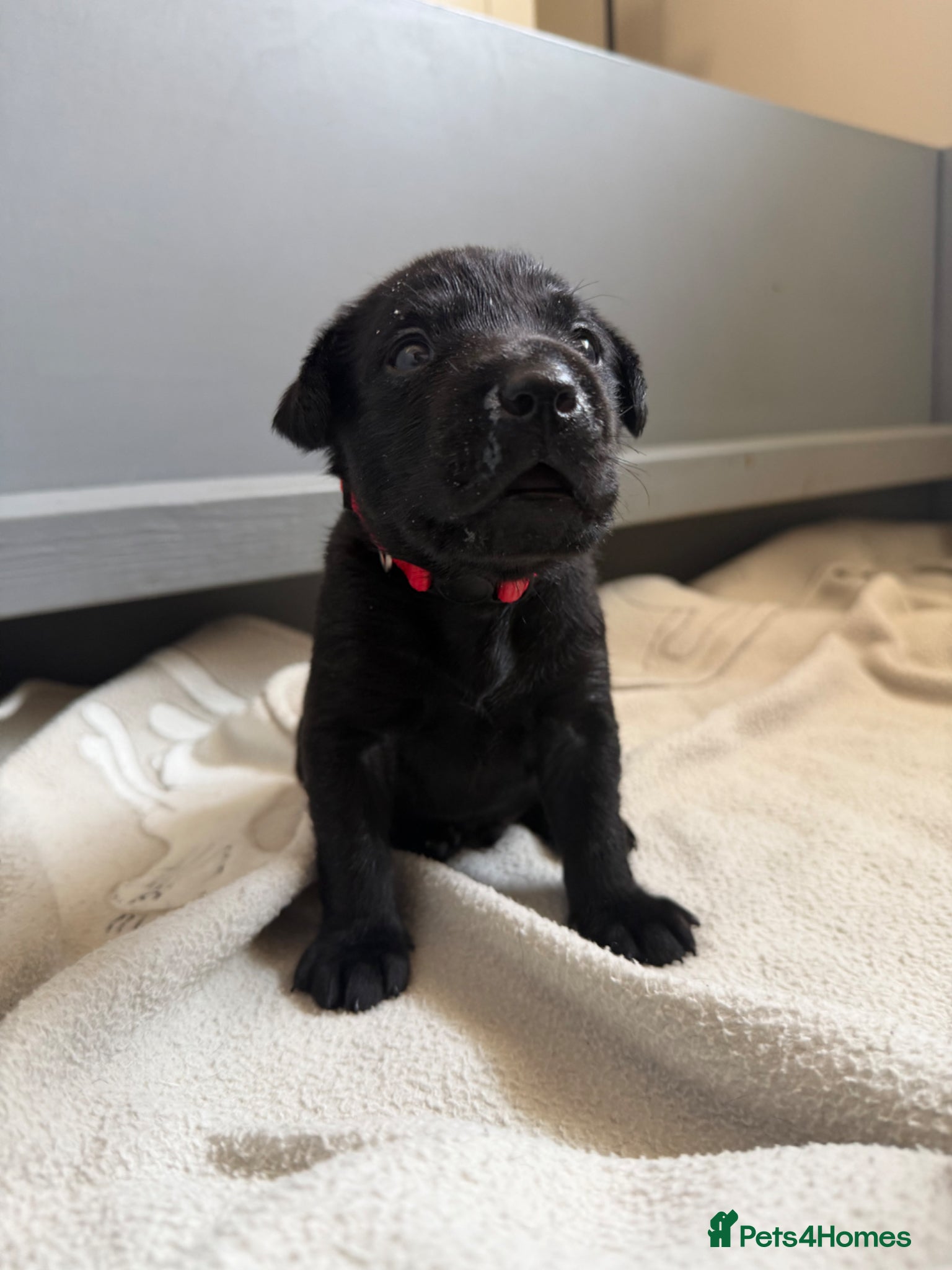 Labrador Retriever dogs Fully Health Tested Working Labradors  - Advert 2