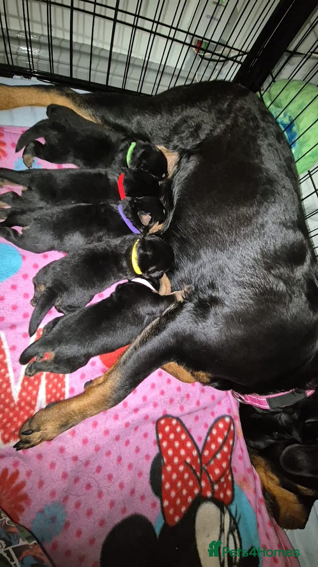 Rottweiler dogs for sale: 4 beautiful rottweiler puppies - Advert 7