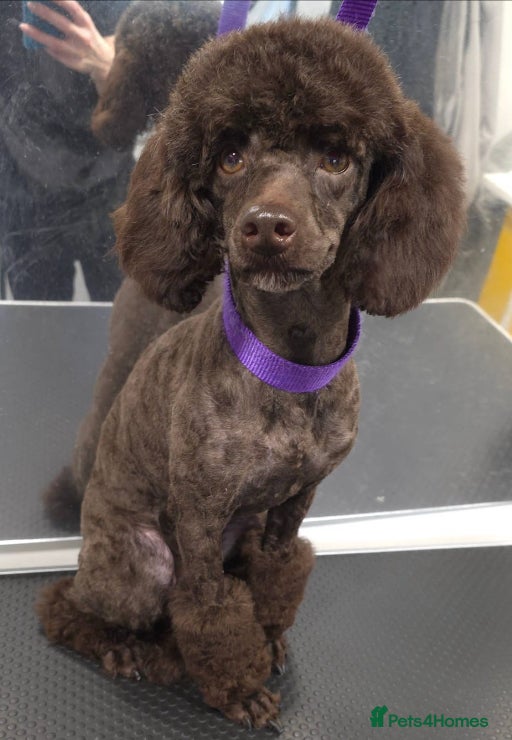 Miniature Poodle dogs Waiting list miniature poodles  - Advert 1