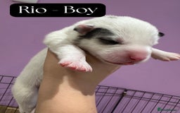 Mixed Breed dogs for sale: Siberian Husky cross Samoyed / Samusky - Image 10