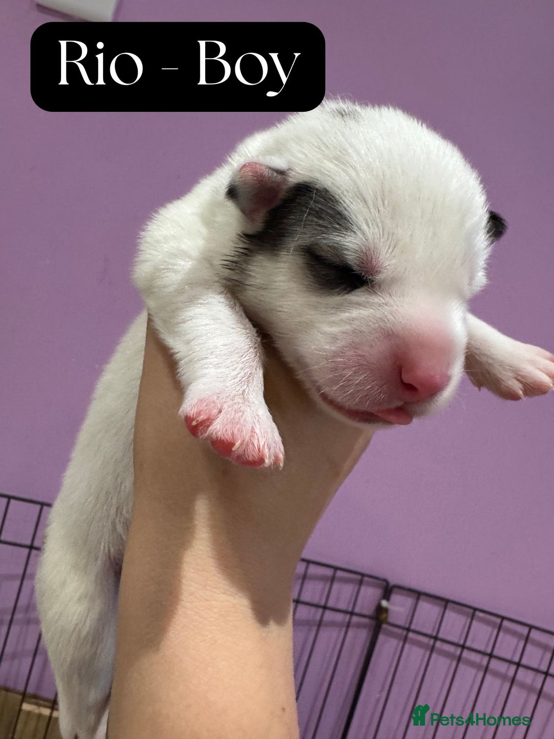 Mixed Breed dogs for sale: Siberian Husky cross Samoyed / Samusky - Image 10