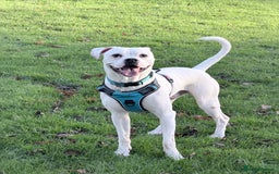 Mixed Breed dogs for sale: Mixed breed for rehoming - Advert 2