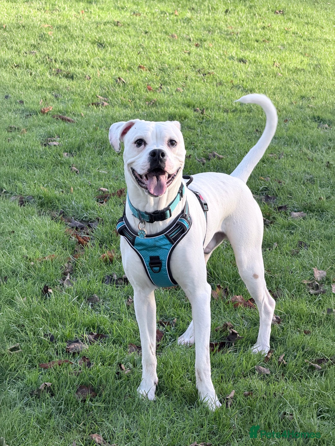 Mixed Breed dogs for sale: Mixed breed for rehoming - Advert 2