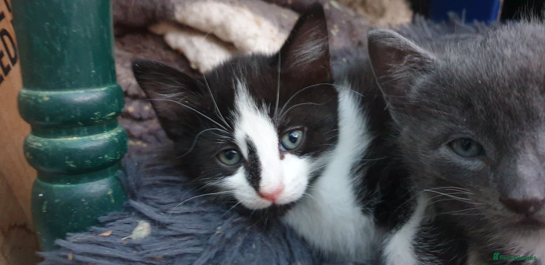 Mixed Breed cats for sale: Mixed part Bengal kittens - Image 4