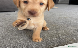 Labrador Retriever dogs for sale: Gorgeous labrador puppies - Image 5