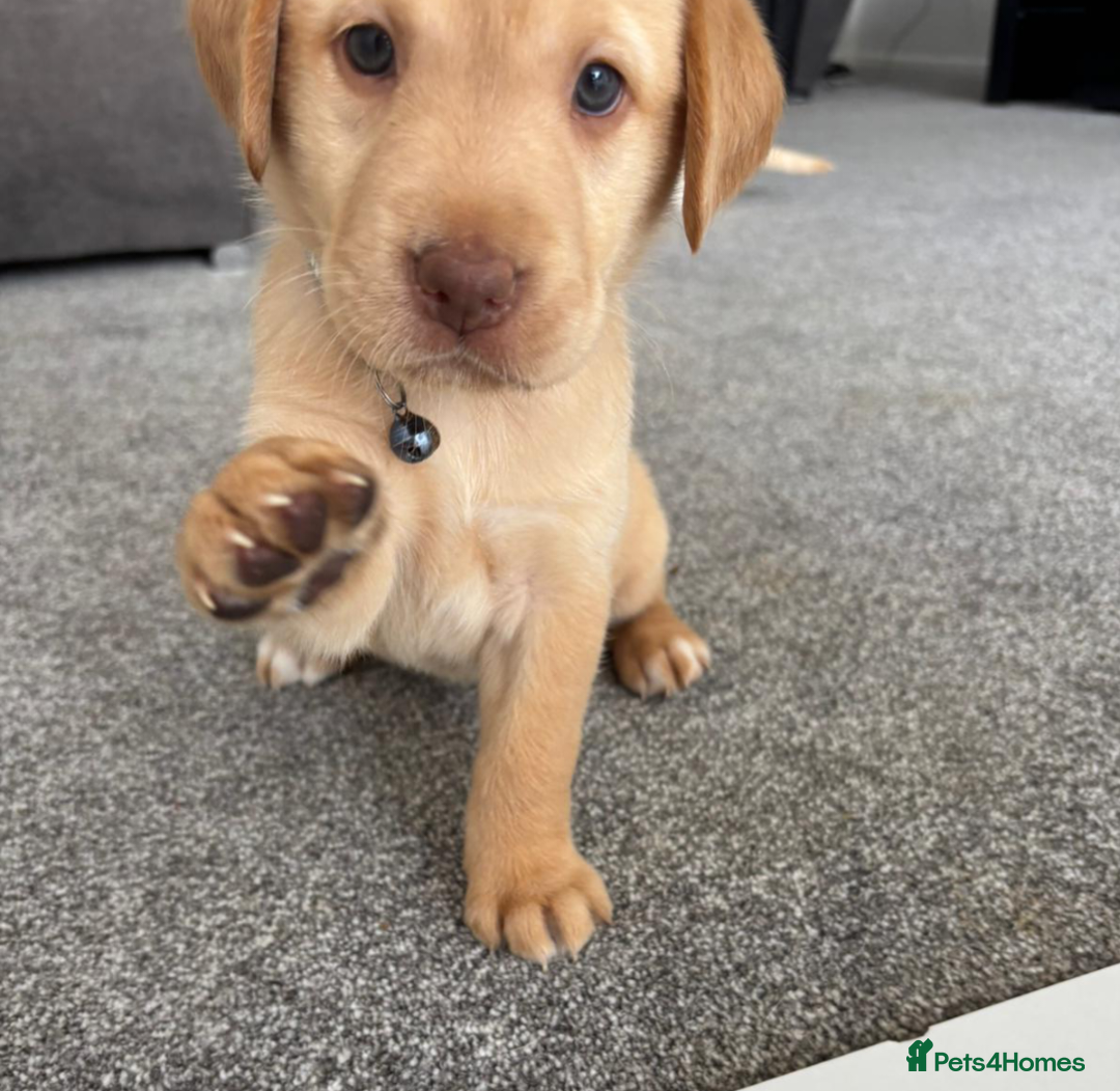 Labrador Retriever dogs for sale: Gorgeous labrador puppies - Image 5