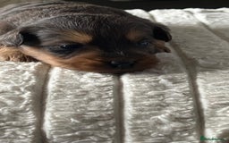 Jackapoo dogs for sale: 🐶🐾 F1 Minature Jackapoos 🐶🐾 - Image 28