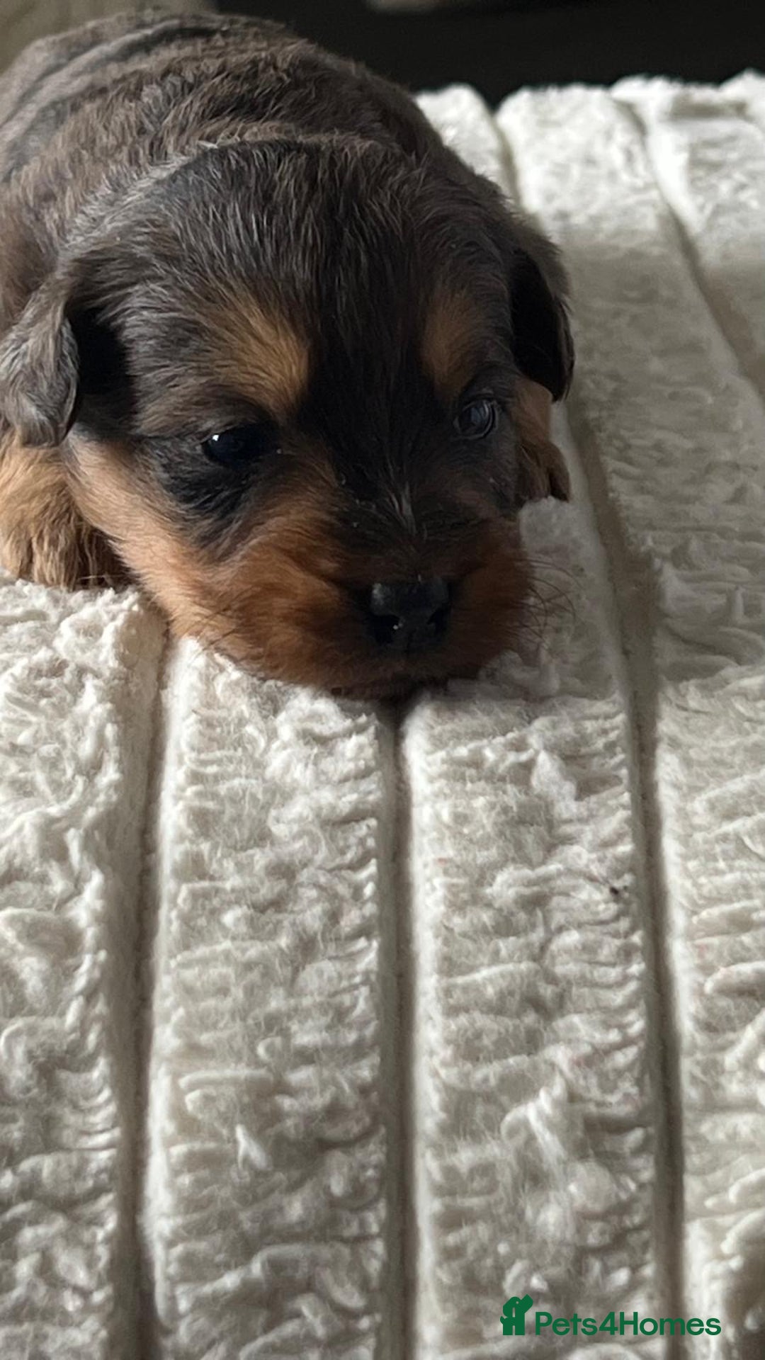 Jackapoo dogs for sale: 🐶🐾 F1 Minature Jackapoos 🐶🐾 - Image 28