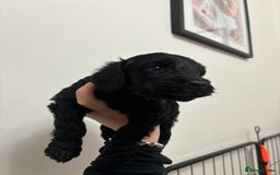 Cockapoo dogs for sale: F2 cockapoo puppies - Image 12