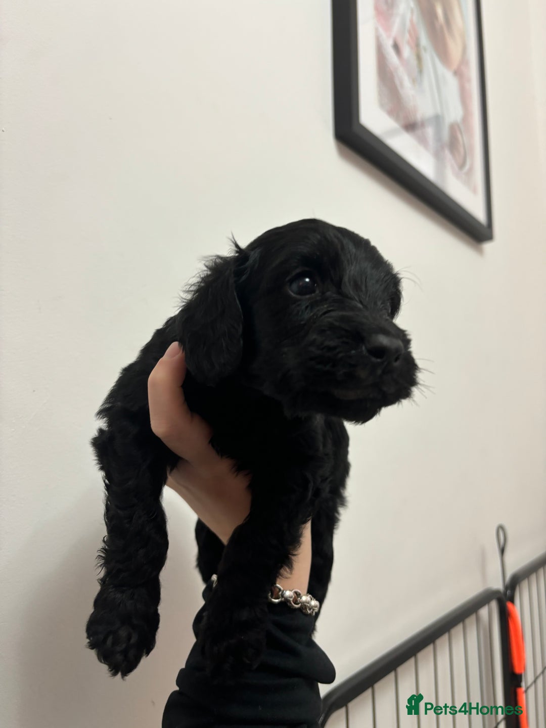 Cockapoo dogs for sale: F2 cockapoo puppies - Image 12