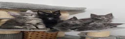 Maine Coon cats for sale: King size Purebred Maine Coon kittens  - Advert 12