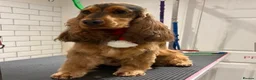 Cocker Spaniel dogs for sale: KC Show Cocker Spaniels - Advert 8