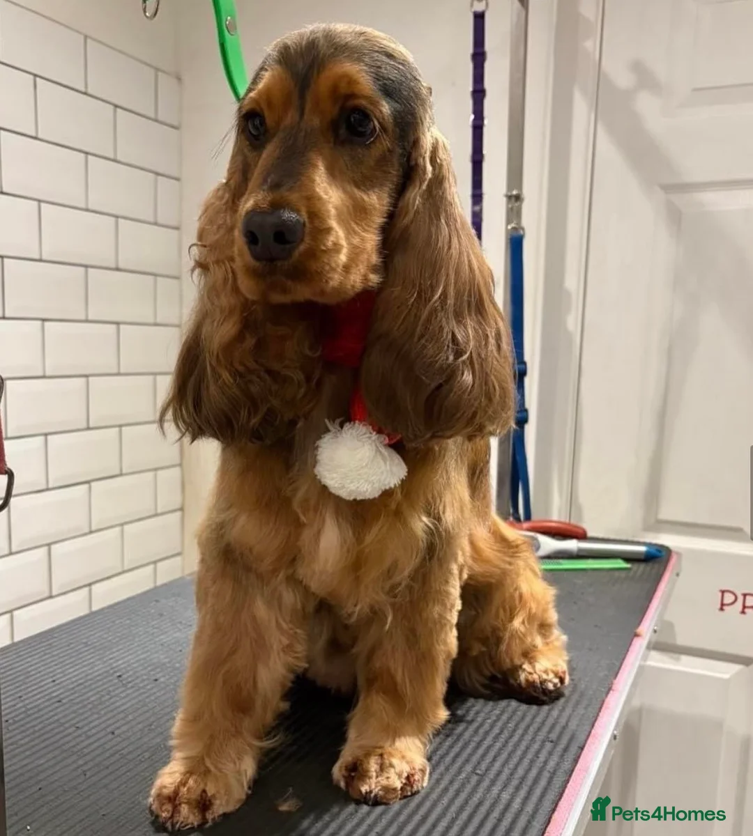 Cocker Spaniel dogs for sale: KC Show Cocker Spaniels - Advert 8