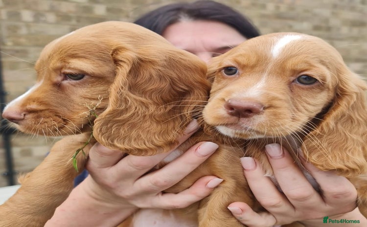 Cocker Spaniel dogs - Advert 2