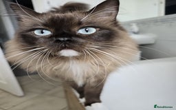 Ragdoll cats for sale: 🐾 Beautiful Mink Ragdoll Kittens 🐾 - Image 9