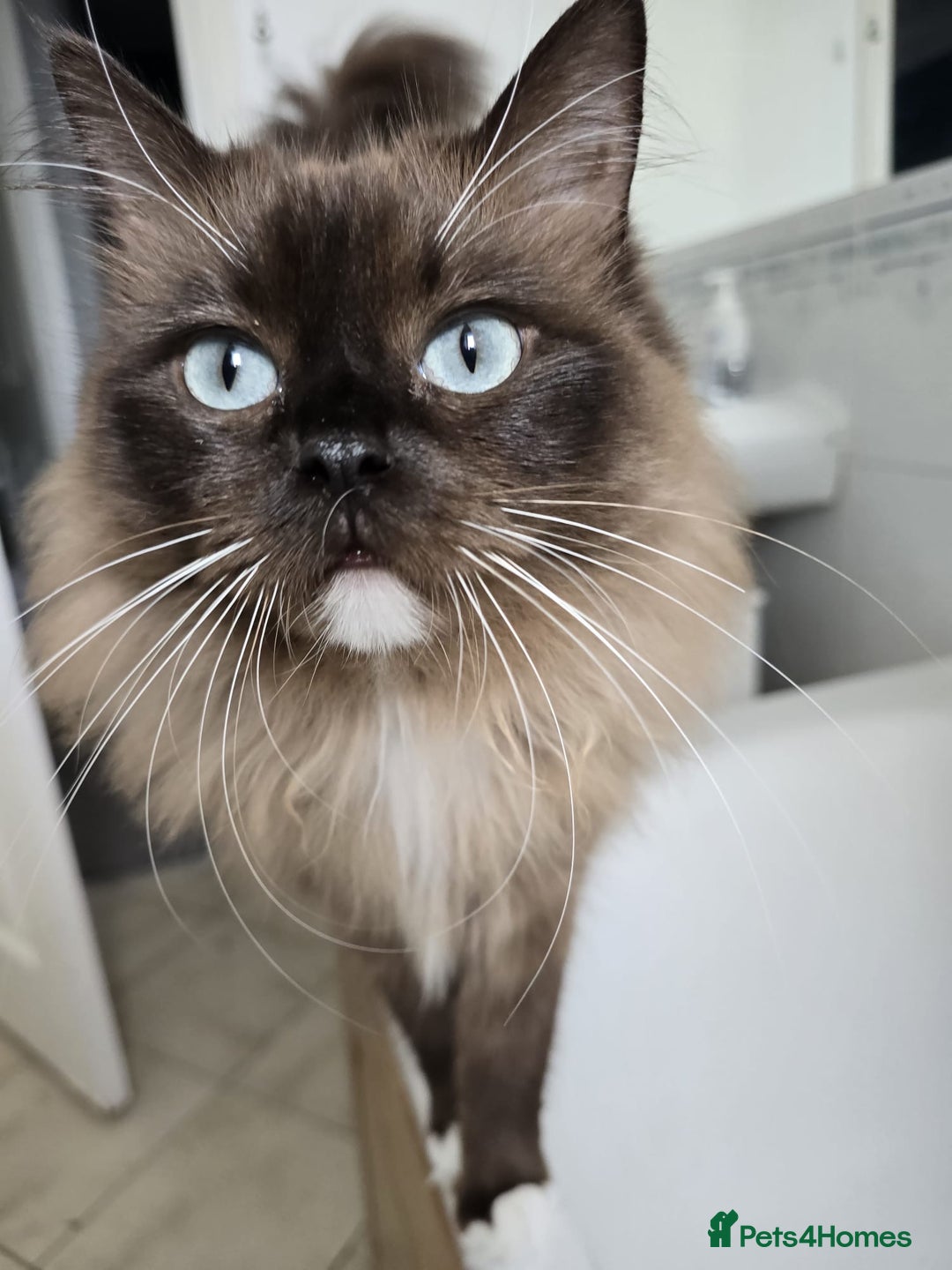 Ragdoll cats for sale: 🐾 Beautiful Mink Ragdoll Kittens 🐾 - Image 9