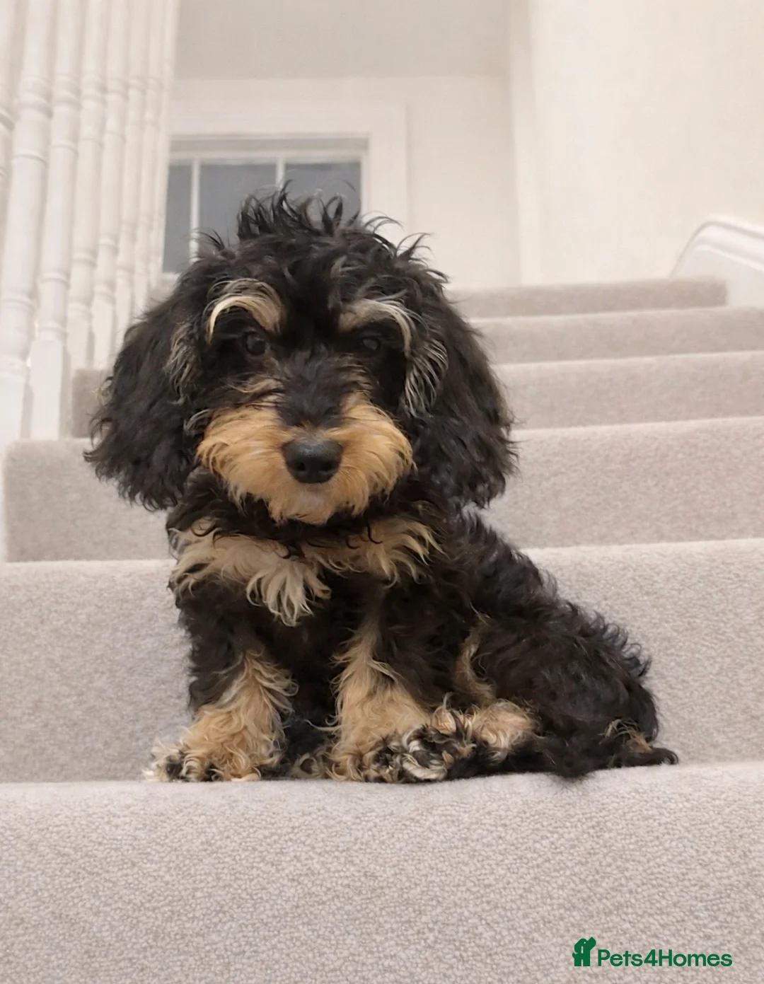 Doxiepoo dogs for sale: Beautiful Doxiepoo puppy  - Advert 5