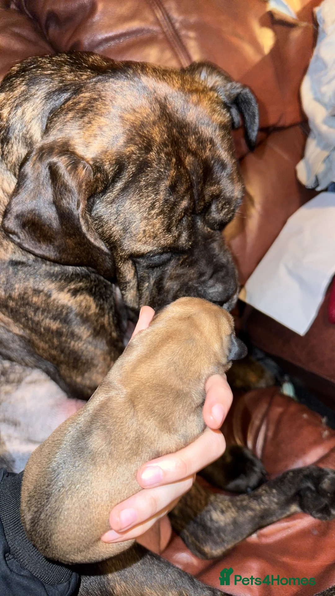 Mixed Breed dogs for sale: Cane corso cross Pressa  - Advert 2
