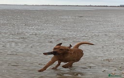 Labrador Retriever dogs for stud: Fox Red Labrador for Stud in Ashford - Image 6