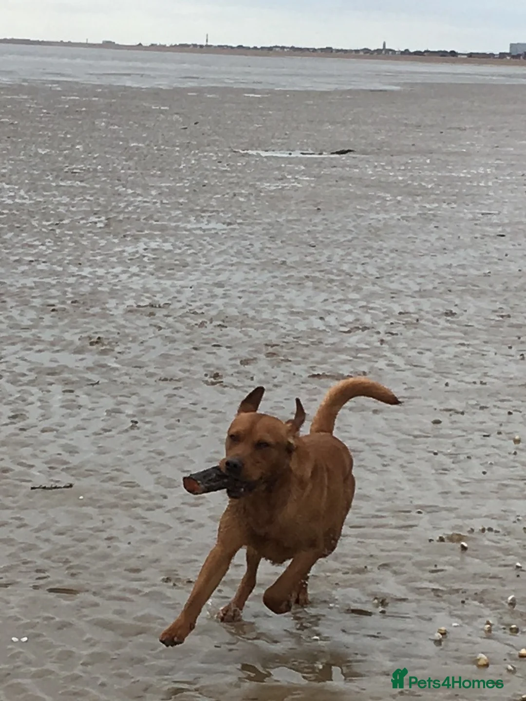 Labrador Retriever dogs for stud: Fox Red Labrador for Stud in Ashford - Advert 6