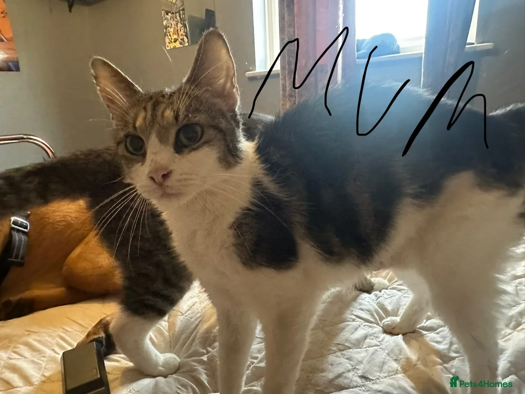 Mixed Breed cats for sale: 2 tabby kittens 🐱  - Advert 1