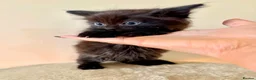 Turkish Angora cats for sale: Gorgeous Fluffy Kittens - Advert 11